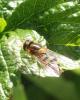 Epistrophe nitidicollis